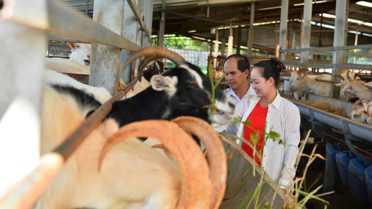 Dong Nghi Dairy Goat Farm - Attractive feature in Tien Giang