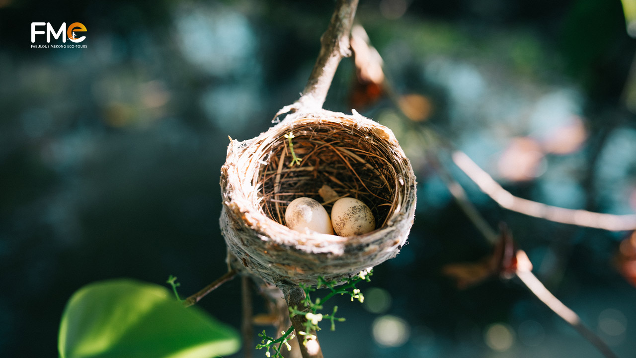 Bird nest at Lung Ngoc Hoang