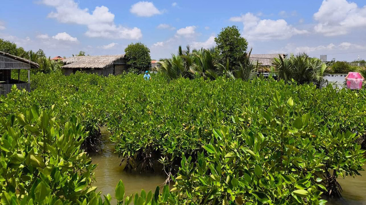 Mangrove forest in Nguoi Giu Rung Ecotourism Area