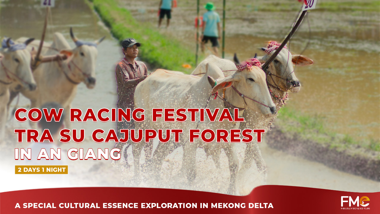 Cow Racing Festival Tour in An Giang