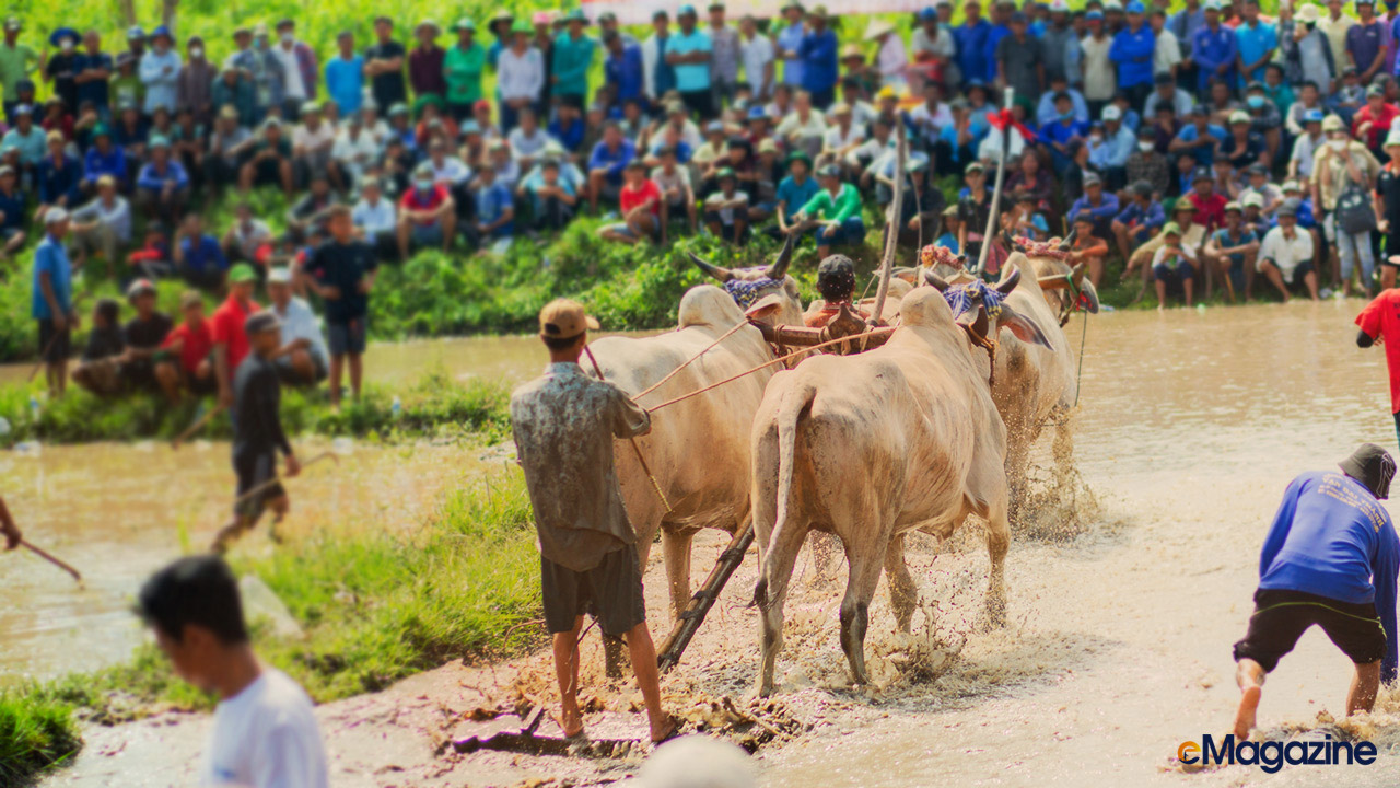 Cow racing festival excitement