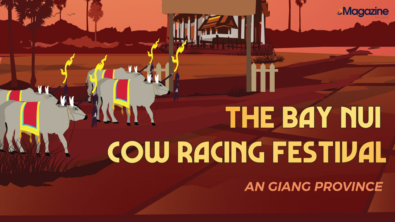 Cow racing festival in An Giang