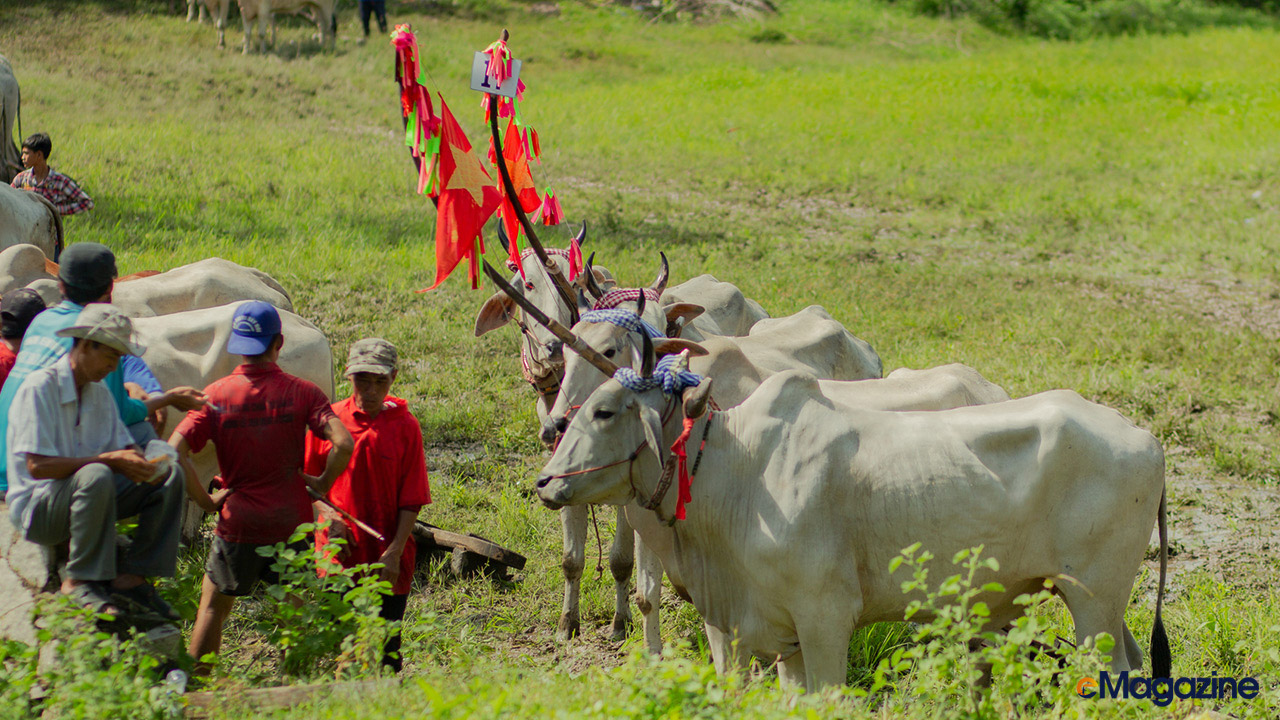 Visit cow racing festival in An Giang