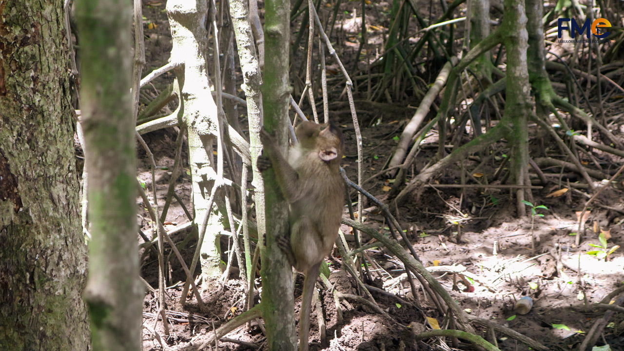 A curious monkey climbing a tree in Dung Islet’s mangrove forest, showcasing its vibrant wildlife