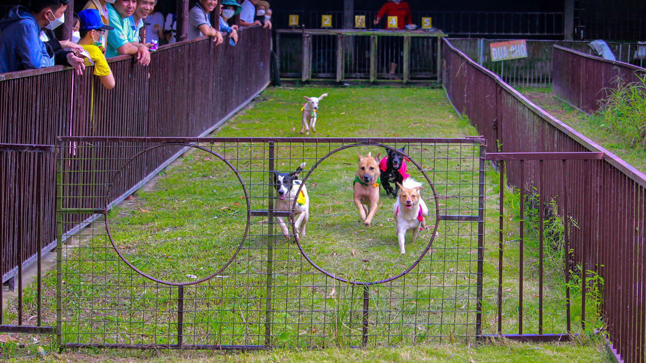 A thrilling dog racing event at My Khanh Tourism Village, offering visitors a fun and entertaining experience during their visit to Can Tho