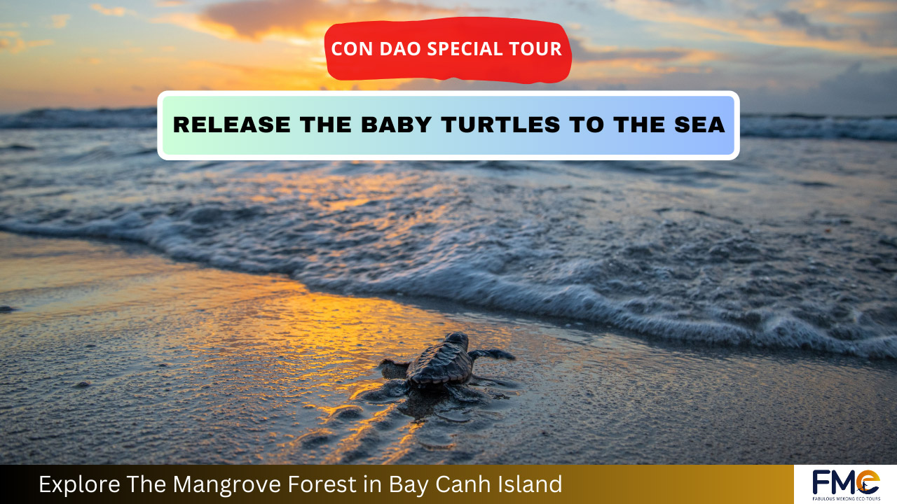 Con Dao Baby Turtle Release Tour - Diving to see coral