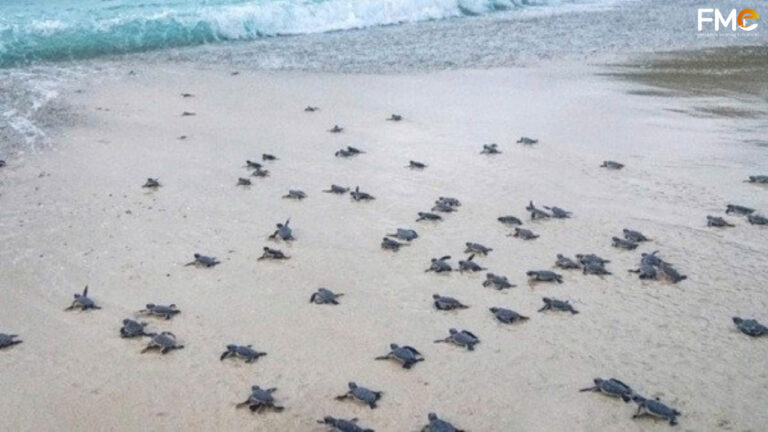 The turtles are returning to the ocean