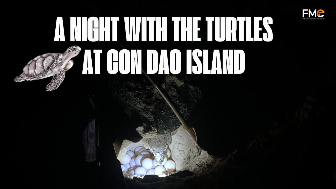 A Night with the Turtles at Con Dao Island
