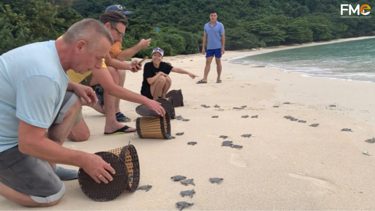 Western tourists and local guides releasing baby turtles from wicker baskets into the ocean on Con Dao island beach.
