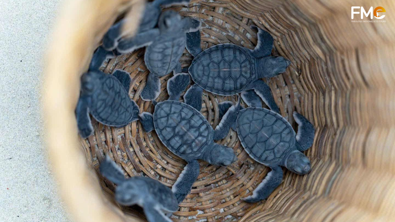 A cluster of small baby sea turtle hatchlings in a natural wicker basket, illustrative of FME Travel's ethical and sustainable approach to turtle conservation tours in Con Dao, Vietnam.