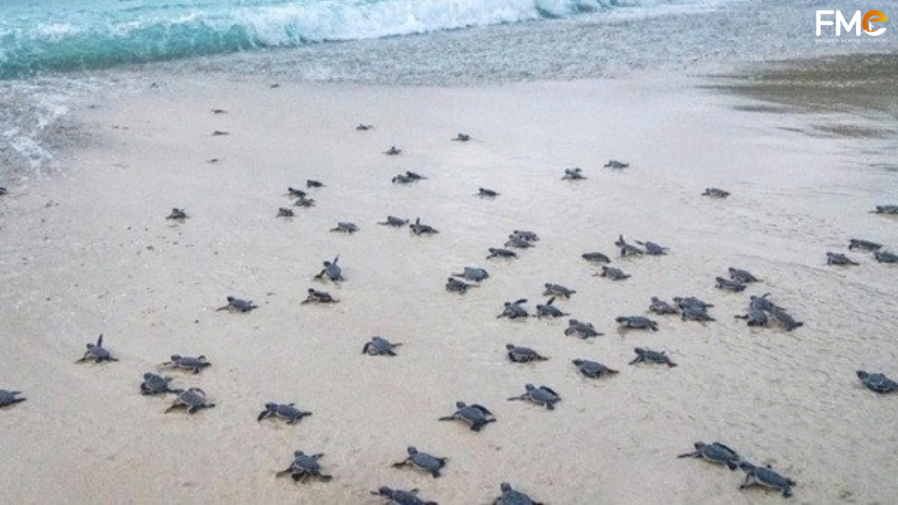 Dozens of baby sea turtles crawling towards the ocean, a symbol of low-impact and sustainable eco-tourism in Vietnam.