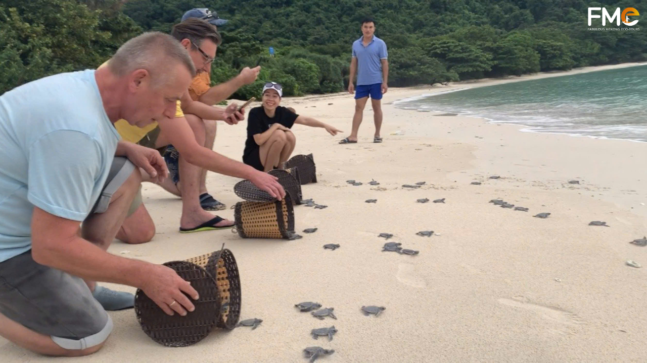 Foreign tourists participating in a meaningful soft adventure by releasing baby turtles from wicker baskets into the sea in Con Dao.