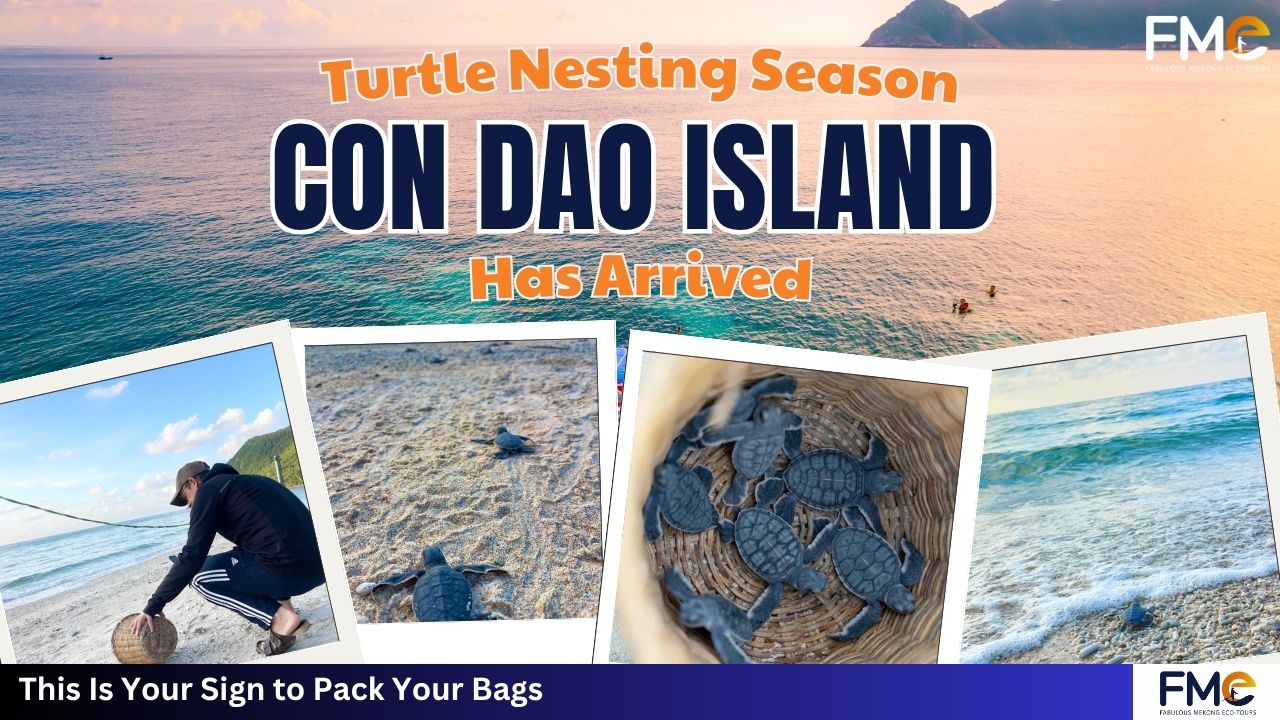 You Realize Turtle Nesting Season in Con Dao Has Arrived and This Is Your Sign to Pack Your Bags